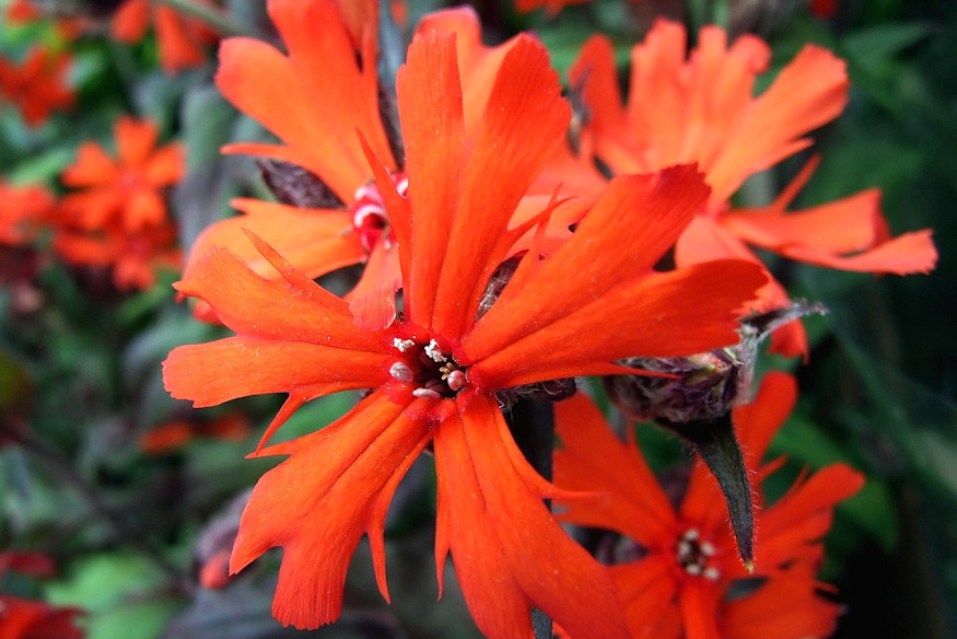 egoszerelem langolo 04