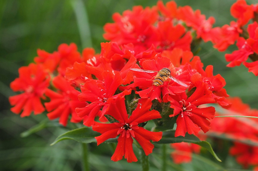 egoszerelem langolo 05