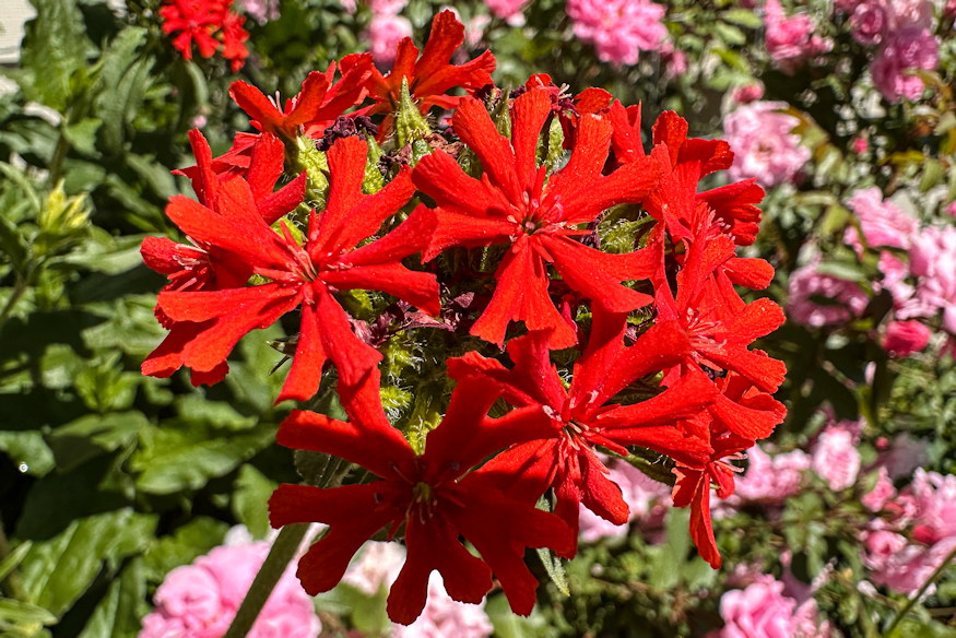 egoszerelem langolo 06