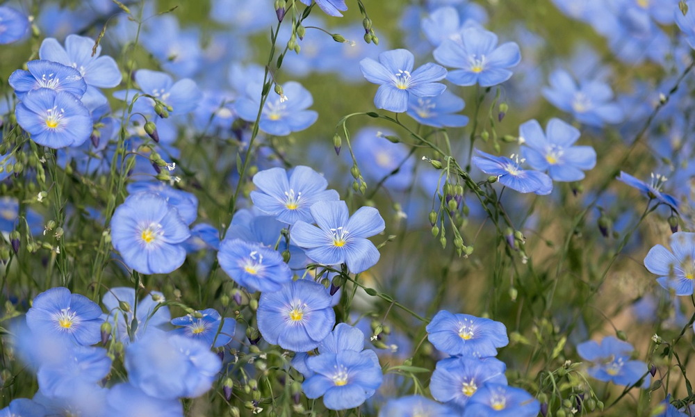 Évelő len – a kert kék szeme, amely már a történelem előtt is velünk volt