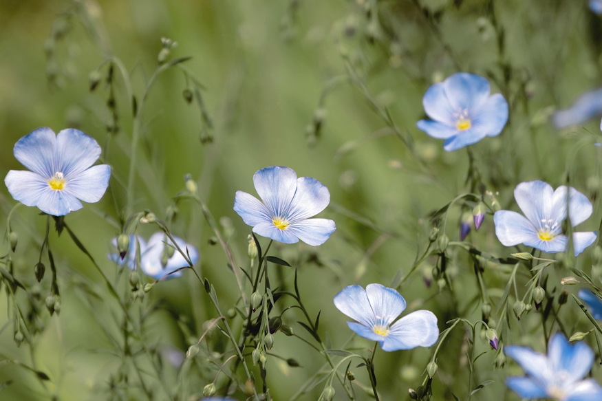 evelo len kert kek szeme 02