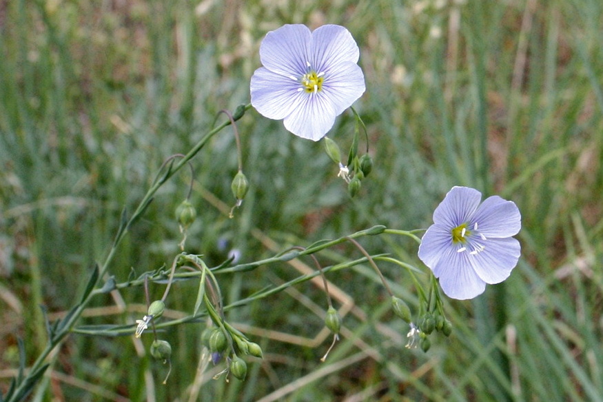 evelo len kert kek szeme 03