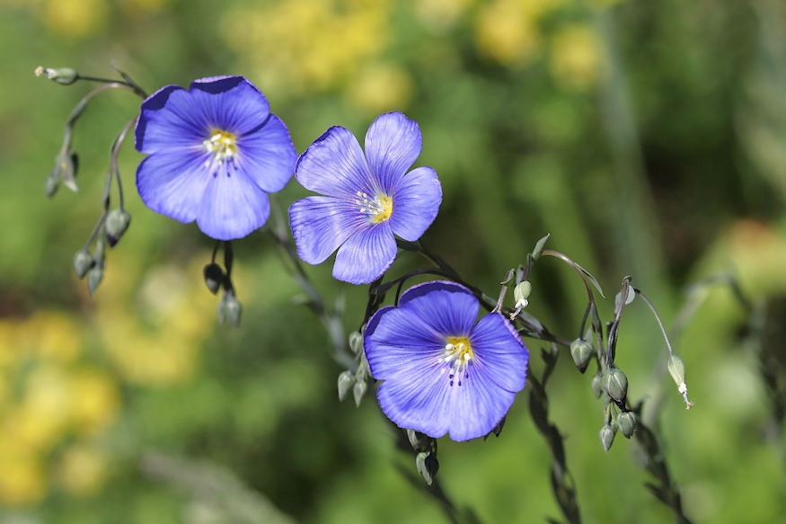 evelo len kert kek szeme 04