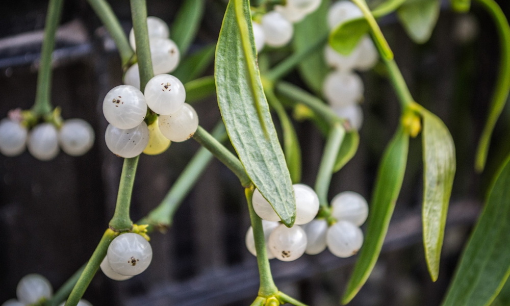 A fagyöngy nem csak karácsonyi dísz – parazita, ami nélkül sok fa egészségesebb lenne?