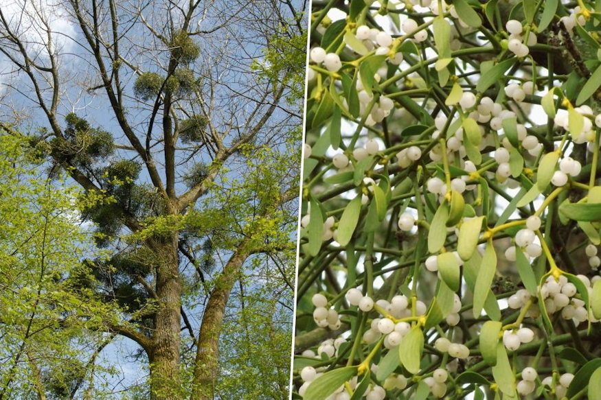 fagyongy karacsonyi disz parazita 03