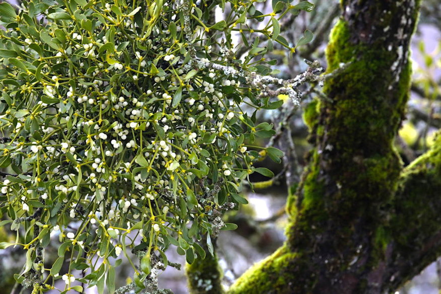 fagyongy karacsonyi disz parazita 04