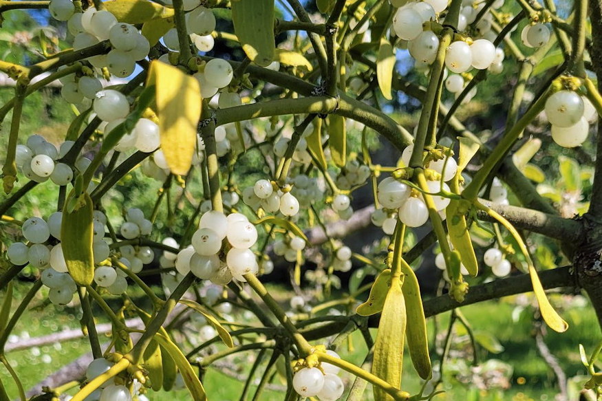 fagyongy karacsonyi disz parazita 05