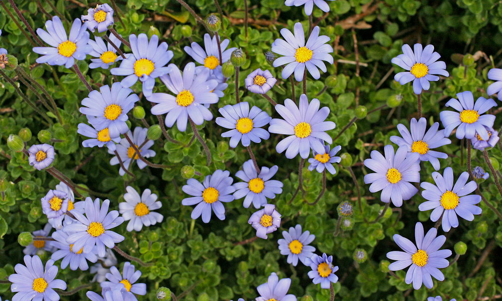 Fokföldi kékmargitvirág – a napsütés kék szemű kedvence