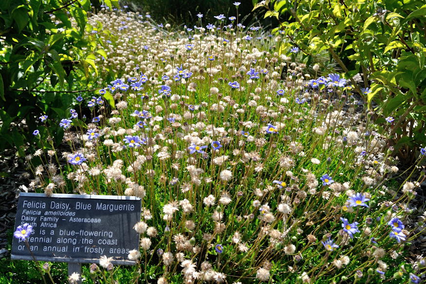 fokfoldi kekmargitvirag 02