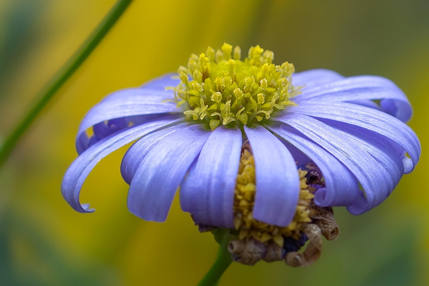 fokfoldi kekmargitvirag 03