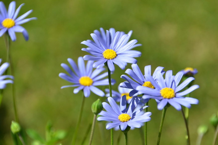 fokfoldi kekmargitvirag 04