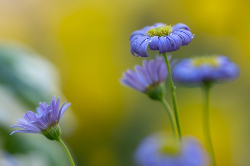 fokfoldi kekmargitvirag 05