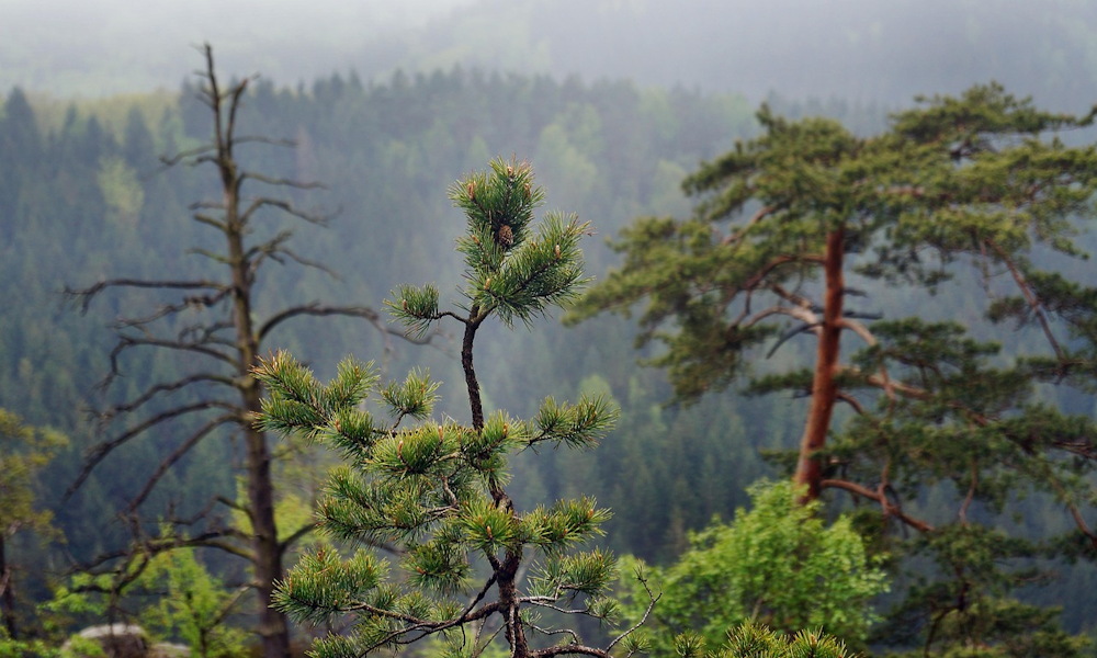 Havasi törpefenyők – a kert szívós, mókás hegylakói