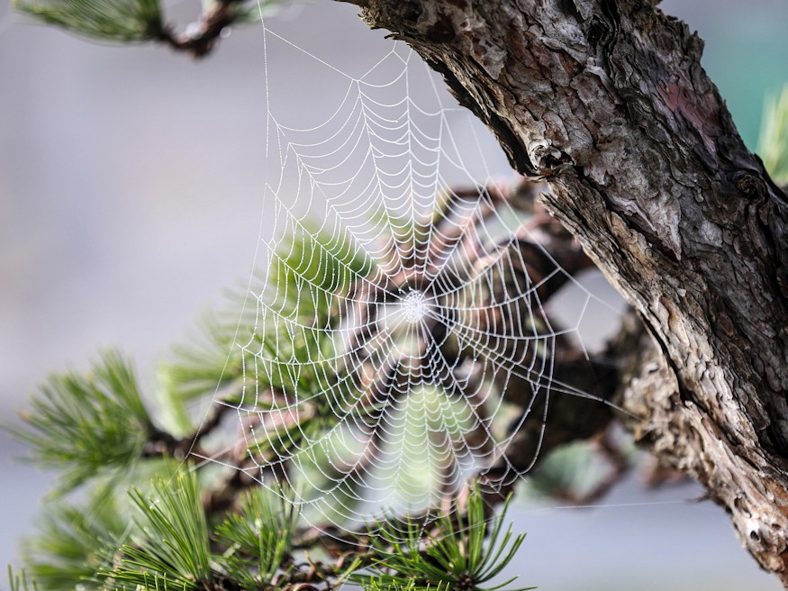 Havasi Torpefenyok 02