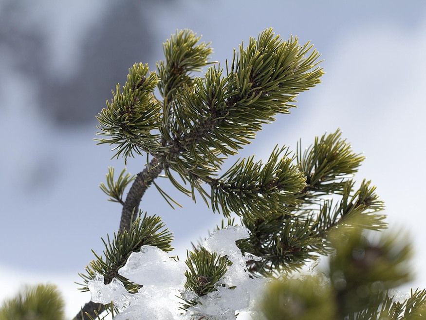 havasi torpefenyok 03