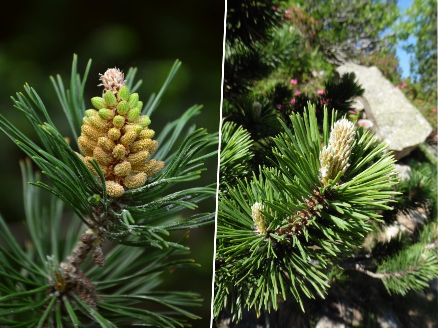 havasi torpefenyok 04