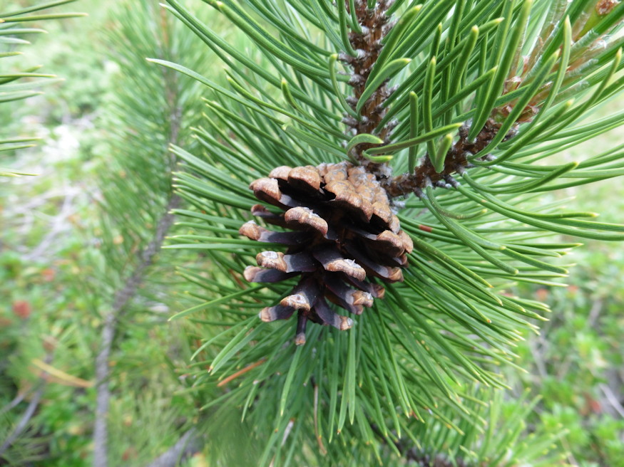 havasi torpefenyok 05