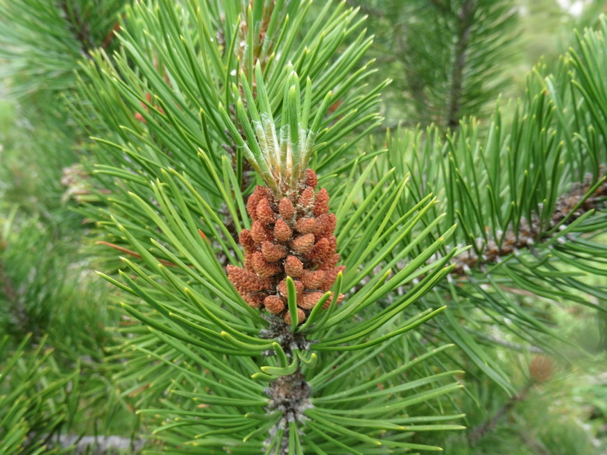 havasi torpefenyok 06