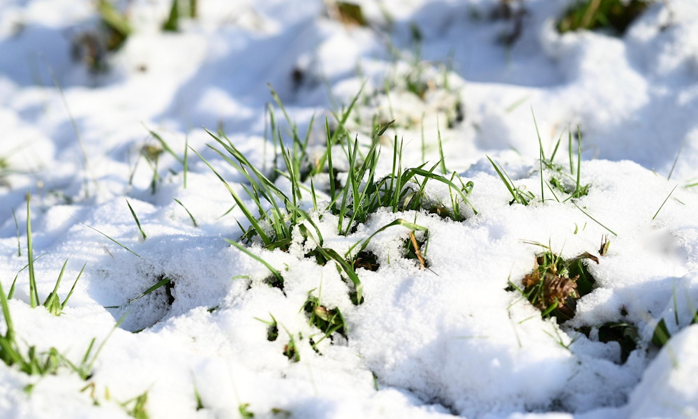 A hó alatti sár: miért ne menjünk rá ilyenkor a gyepre?