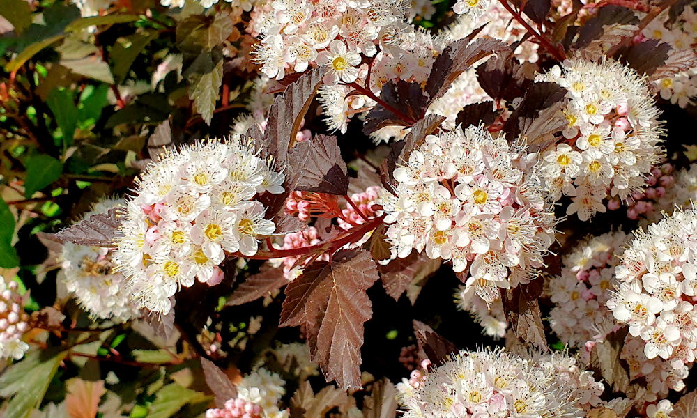 Hólyagvessző – a kert színváltó bohémje mindig tud valami újat mutatni