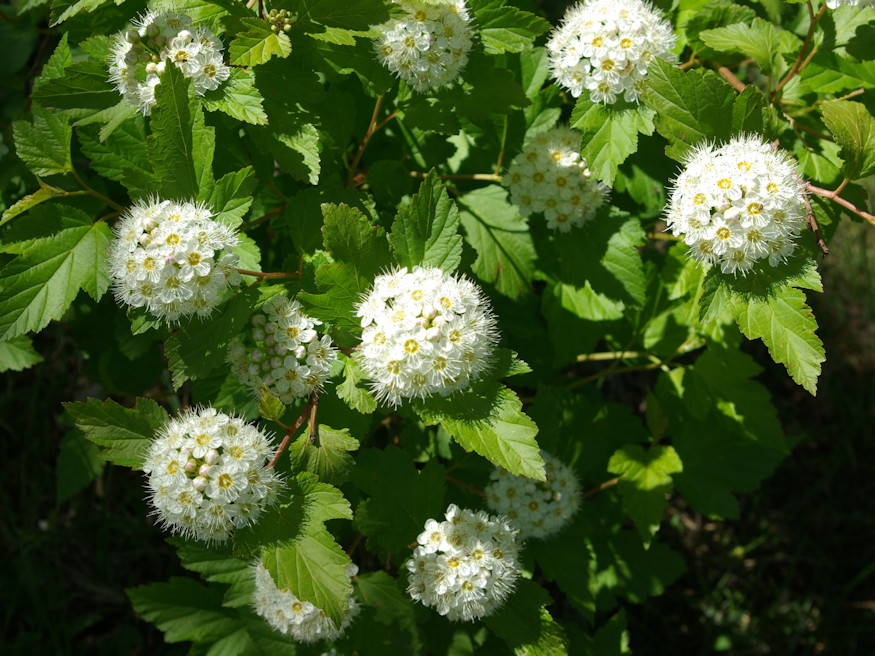 holyagvesszo kert bohemje 02