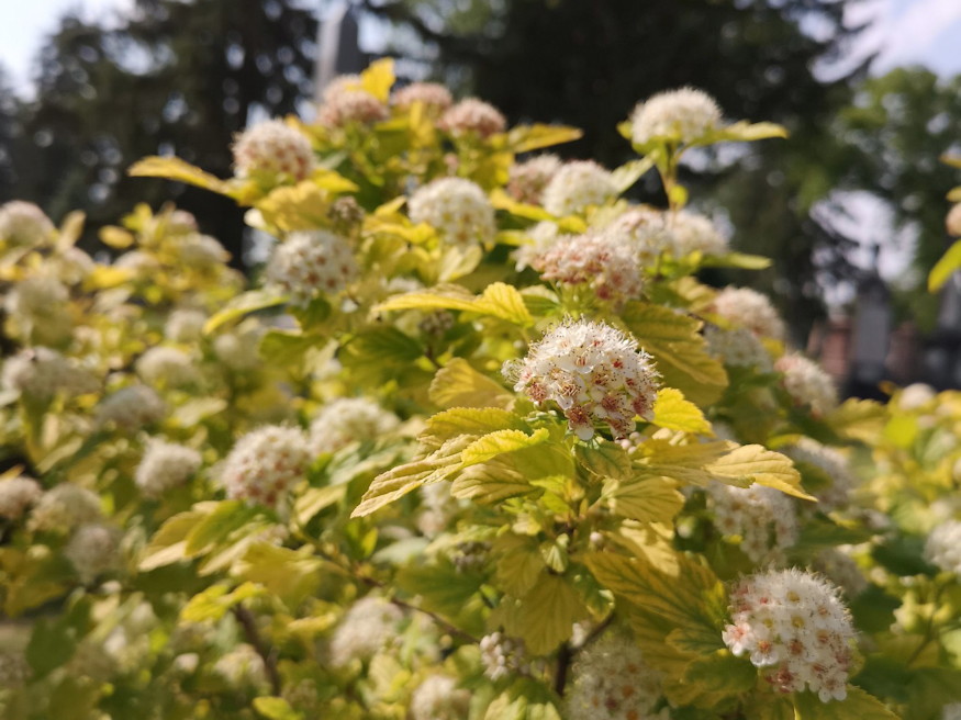 holyagvesszo kert bohemje 04