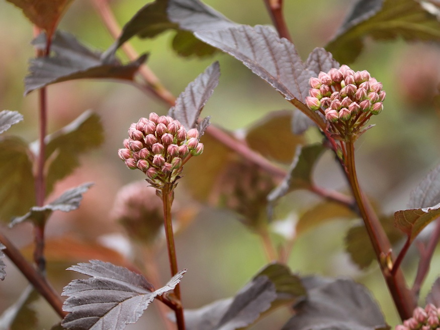 Holyagvesszo Kert Bohemje 05