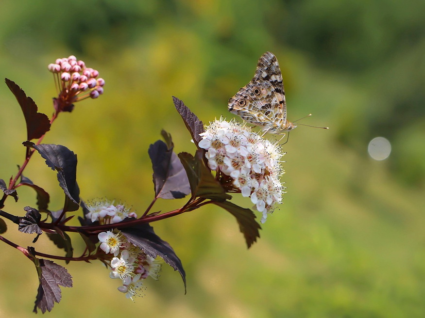 holyagvesszo kert bohemje 06