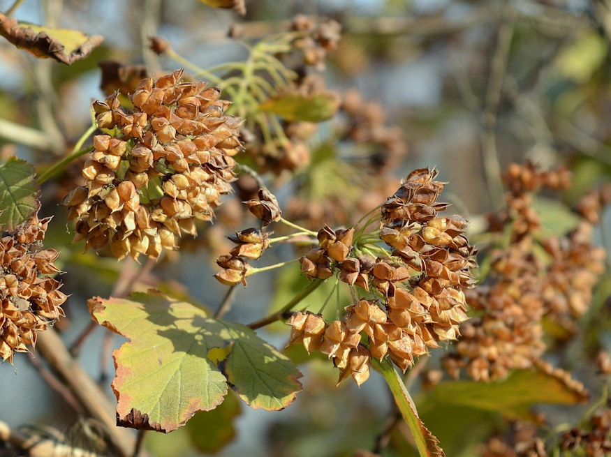 holyagvesszo kert bohemje 07