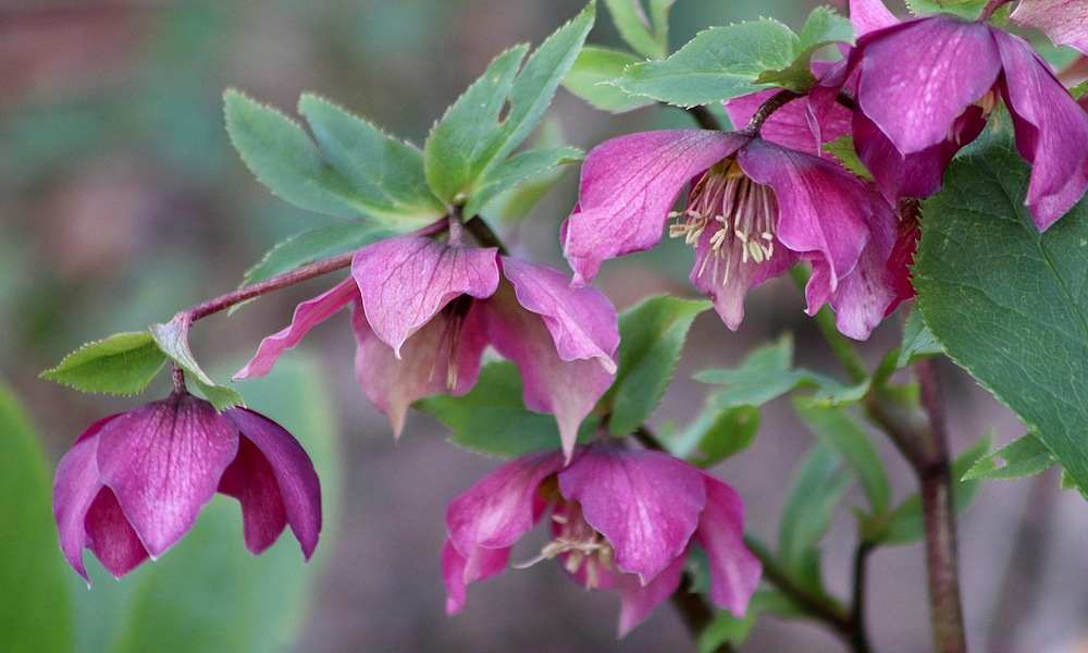 A hunyor, ami a hó alól virágzik – a tél egyik legnagyobb botanikai csodája