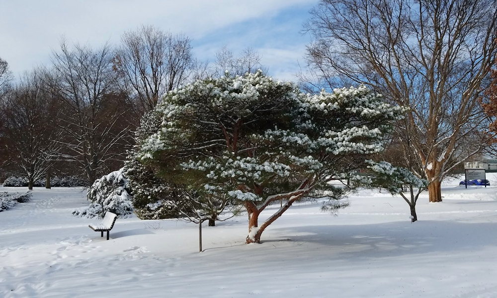 Japán erdeifenyők – a kert vöröskérgű legendái