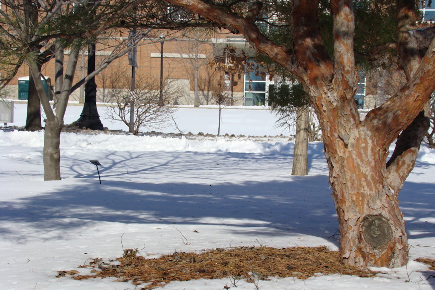 japan erdeifenyok voroskergu 02