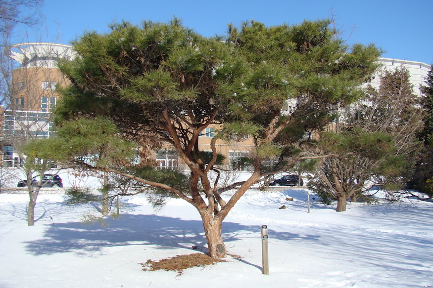 japan erdeifenyok voroskergu 03