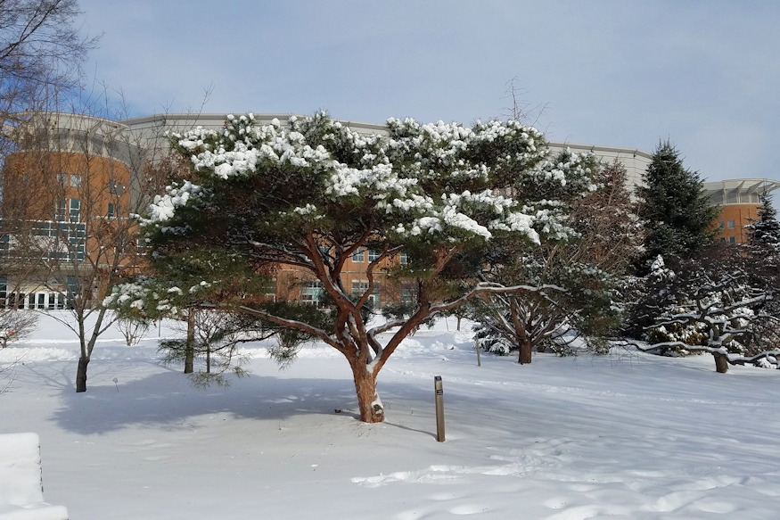 japan erdeifenyok voroskergu 04