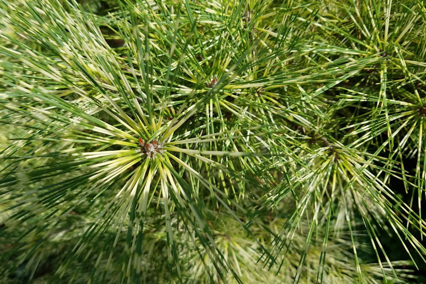 japan erdeifenyok voroskergu 05