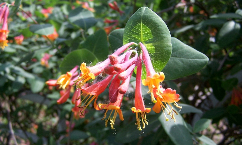 Jerikói lonc – a kerti romantika titkos illatbombája