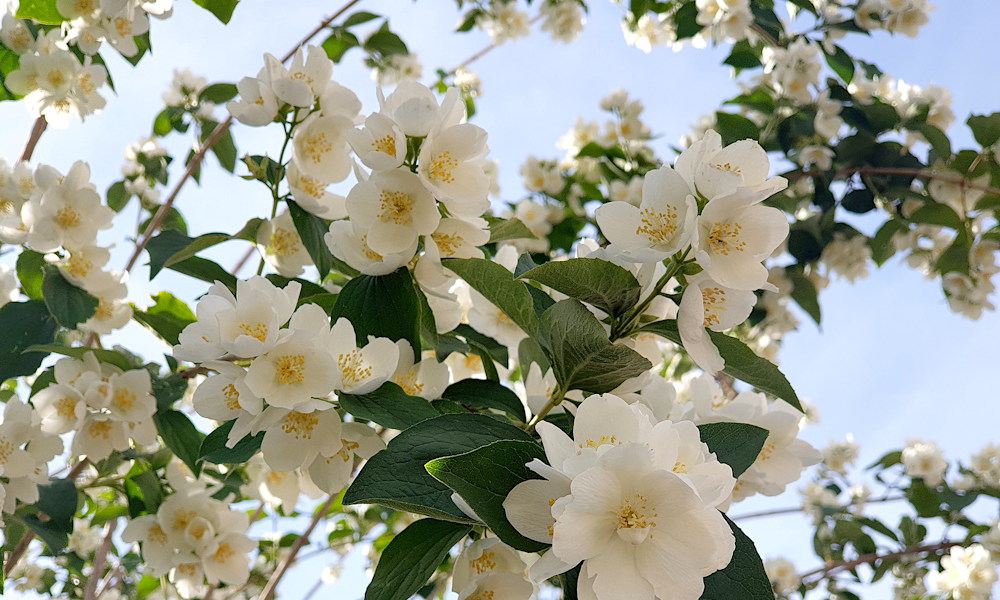 Jezsámen – a kert illatkirálya, amely minden tavasszal újra elcsábít