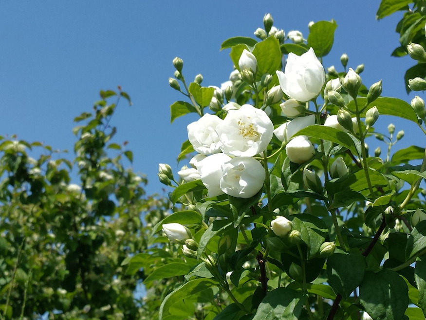 jezsamen kert illatkiralya 03