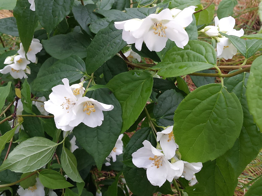 jezsamen kert illatkiralya 05