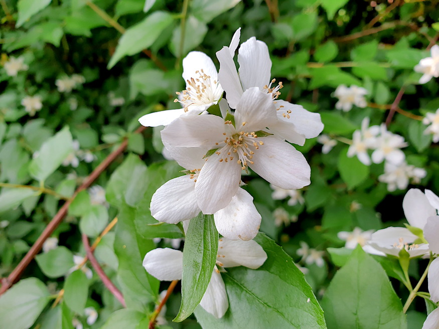 jezsamen kert illatkiralya 06