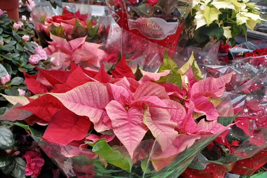 karacsonyi novenyek mergezok 02