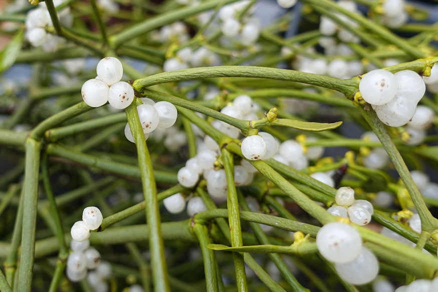 karacsonyi novenyek mergezok 04