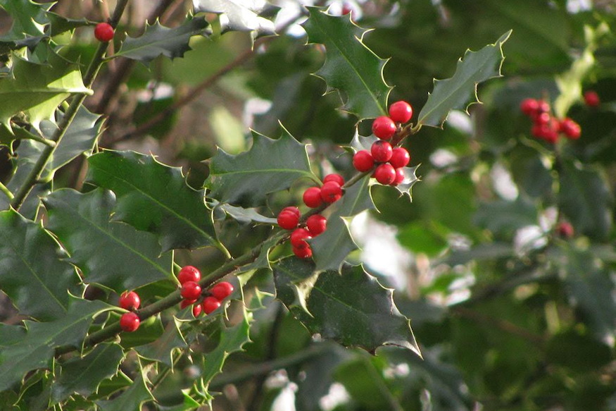 karacsonyi novenyek mergezok 05