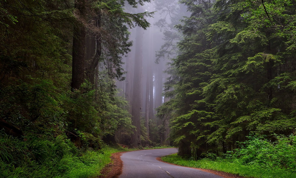 Kínai mamutfenyő – a kert élő őslénye, amely visszatért a múltból