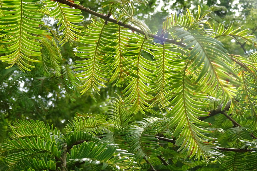 kinai mamutfenyo kert oslenye 03