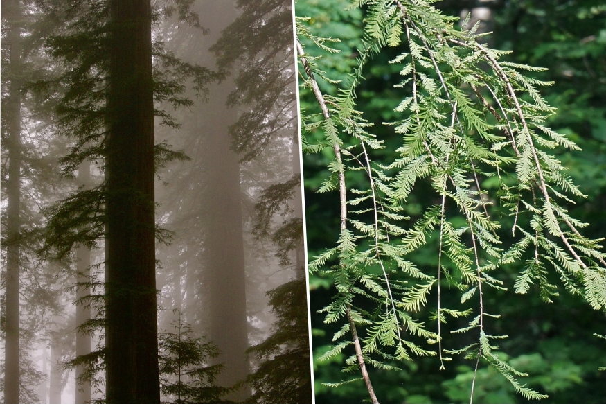 kinai mamutfenyo kert oslenye 04