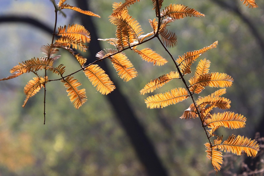 kinai mamutfenyo kert oslenye 06