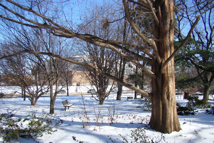 kinai mamutfenyo kert oslenye 07