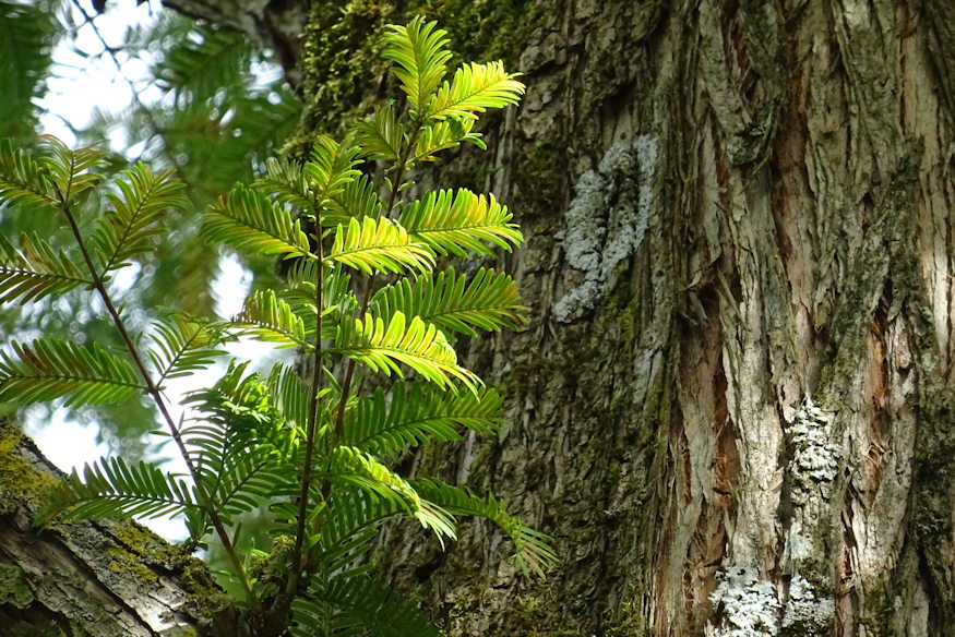 kinai mamutfenyo kert oslenye 08