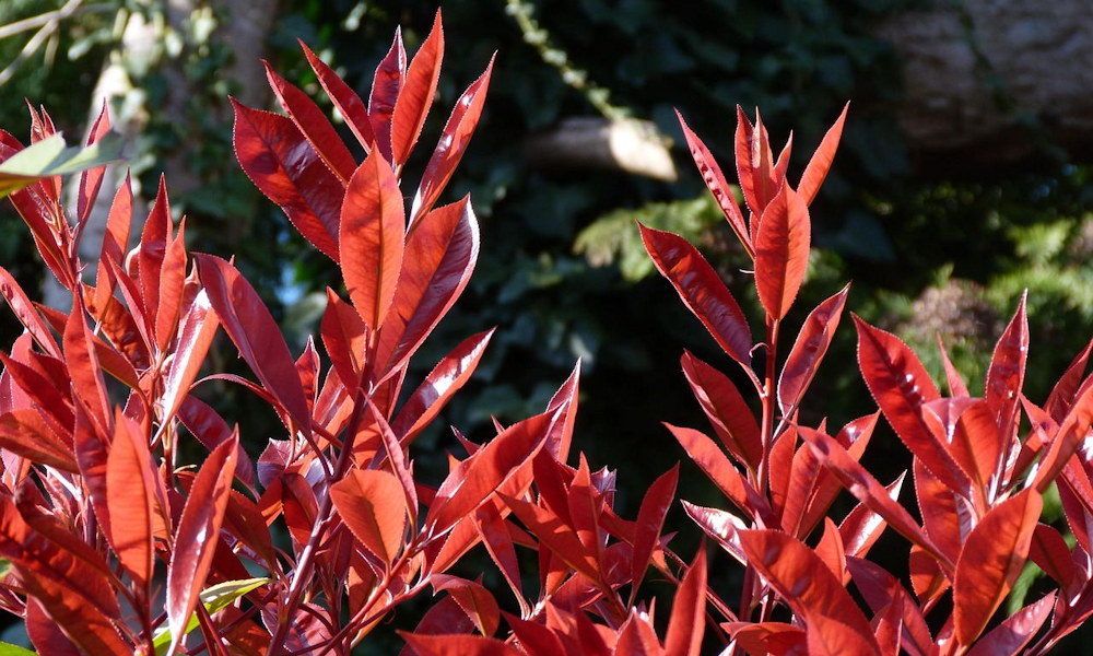 Korallberkenye – a kert vörösbe boruló dísze, amely minden tavasszal tűzijátékot rendez